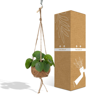 Kamerplant - Kokodama Pilea Peperomioides - Pot Ø 15cm Hoogte ↕ 20cm