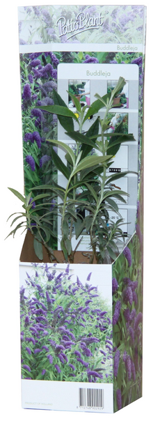 Buitenplant 20x Buddleja Davidii Mix - Bloeiend