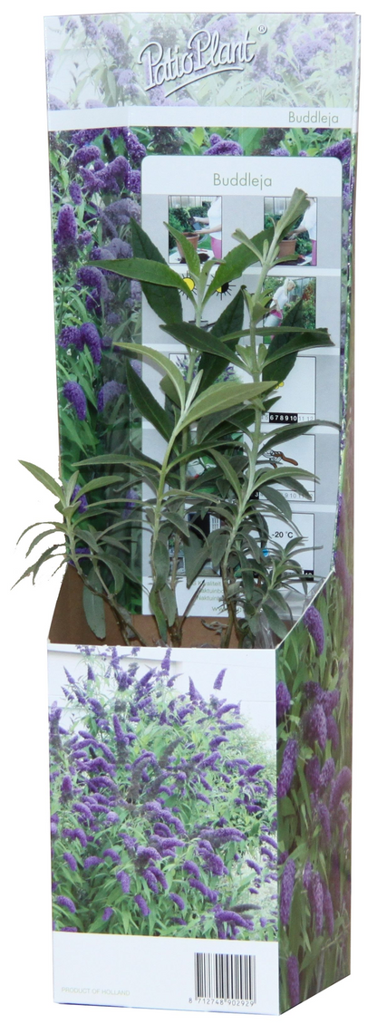 Buitenplant 20x Buddleja Davidii Mix - Bloeiend