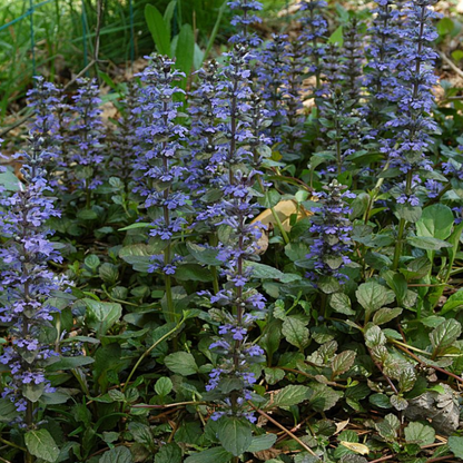 Buitenplant 6x Ajuga reptans - Bloeiend - Pot klein Hoogte ↕ variabel