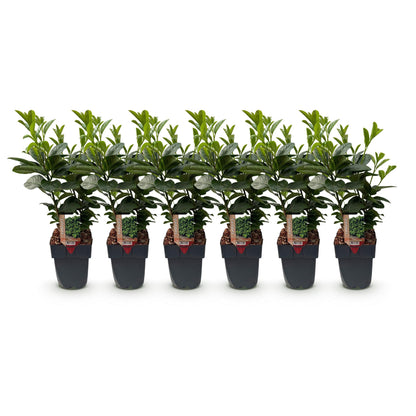 Buitenplant 6x Prunus laurocerasus 'Etna' - Groenblijvend, Haagplant - Pot Ø 17cm Hoogte ↕ 50cm
