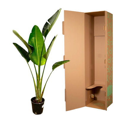 XL Kamerplant - Strelitzia Augusta - Pot Ø 30cm Hoogte ↕ 180cm