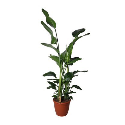 XL Kamerplant - Strelitzia Nicolai - Pot Ø 36cm Hoogte ↕ 170cm