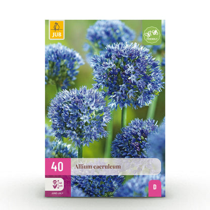 Buitenplant 40x Allium Caeruleum - Bloeiend - Bolmaat 4/5