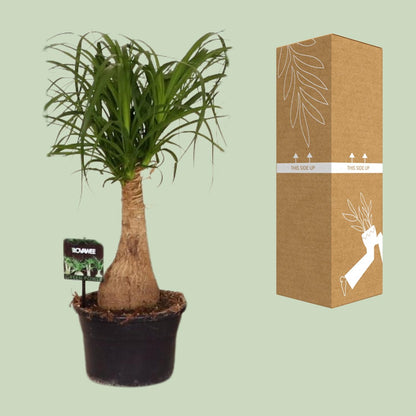 Kamerplant - Beaucarnea Nolina - Pot Ø 19cm Hoogte ↕ 60cm