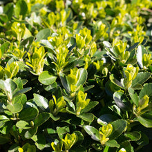 Buitenplant 8x Euonymus japonica 'Green Spire' - Haagplant - Pot Ø 9cm Hoogte ↕ 20-25cm