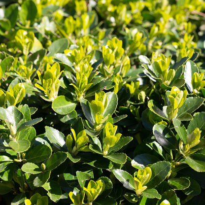Buitenplant 8x Euonymus japonica 'Green Spire' - Haagplant - Pot Ø 9cm Hoogte ↕ 20-25cm