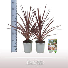 Buitenplant - Cordyline australis 'Red Star' - Pot Ø 17cm Hoogte ↕ 80cm