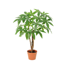 Kunstplant - Pachira Aquatica - Hoogte ↕ 86cm