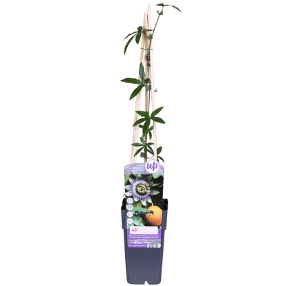 Buitenplant - Passiflora caerulea - Bloeiend - Pot Ø 15cm Hoogte ↕ 65cm