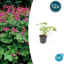 Buitenplant 12x Geranium macrorrhizum 'Czakor' - Bloeiend - Pot Ø 9cm Hoogte ↕ 10-25cm