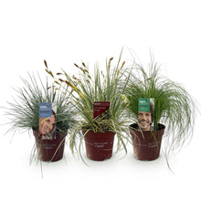 Buitenplant 3x Siergrassen Mix - Winterhard - Pot Ø 17cm Hoogte ↕ 50cm