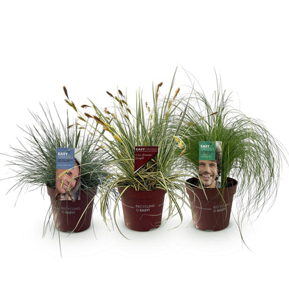 Buitenplant 3x Siergrassen Mix - Winterhard - Pot Ø 17cm Hoogte ↕ 50cm
