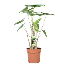 Kamerplant - Alocasia Zebrina - Pot Ø 21cm Hoogte ↕ 80cm