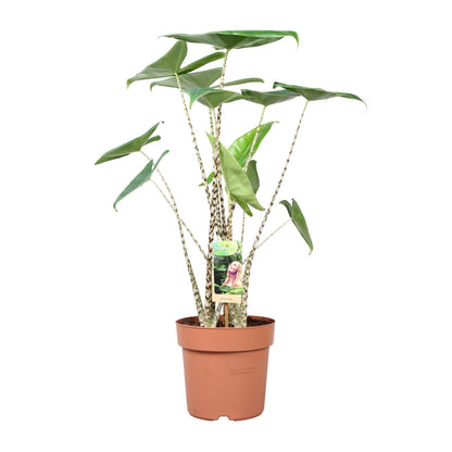 Kamerplant - Alocasia Zebrina - Pot Ø 21cm Hoogte ↕ 80cm
