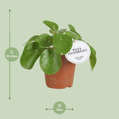 Kamerplant - Pilea White Splash - Pot Ø 13cm Hoogte ↕ 20cm