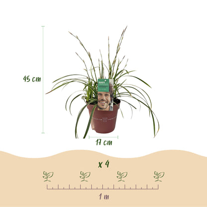 Buitenplant 2x Carex morrowii 'Ice Dance' - Bladhoudend - Pot Ø 17cm Hoogte ↕ 50cm
