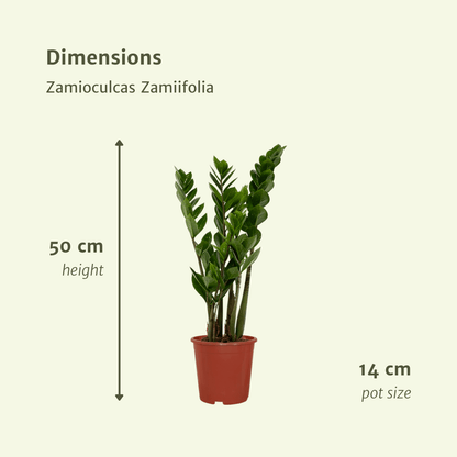 Kamerplant 2x Zamioculcas Zamiifolia - Pot Ø 14cm Hoogte ↕ 50cm