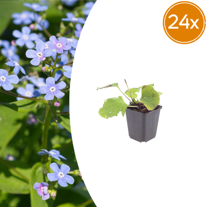 Buitenplant 24x Brunnera macrophylla - Pot Ø 9cm Hoogte ↕ 10-25cm