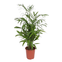Kamerplant - Chamaedorea Seifrizii - Luchtzuiverend - Pot Ø 27cm Hoogte ↕ 140cm