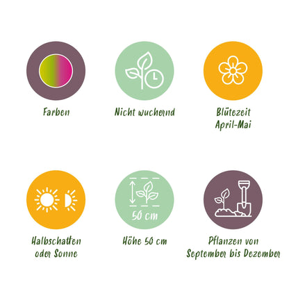 Buitenplant - Tulp Strawberry Lemonade - Bloeiend - 12 bollen Bolmaat 11/12
