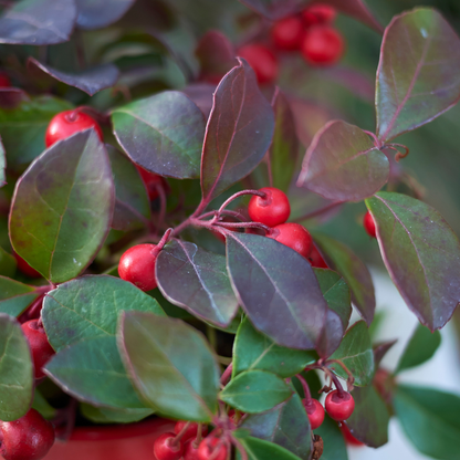 Buitenplant 6x Gaultheria procumbens 'Big Berry' - Pot Ø 12cm Hoogte ↕ 15-20cm