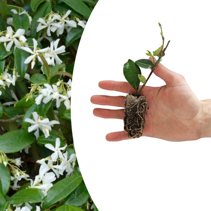 Buitenplant - Trachelospermum jasminoides - Klimplant set 6 pluggen - Geurig