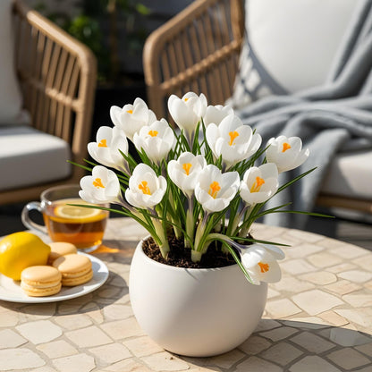 Buitenplant 30x Crocus White - Bloeiend - Bolmaat 7/8