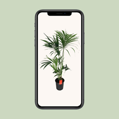 XL kamerplant - Howea Forsteriana - Pot Ø 24cm Hoogte ↕ 130cm