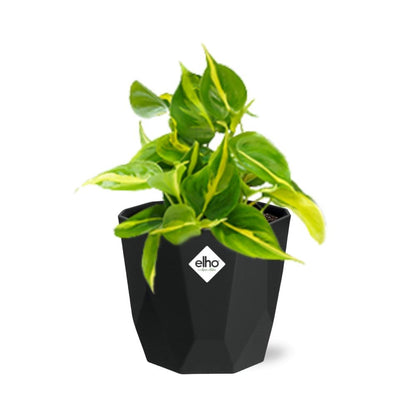 Kamerplant - Philodendron Scandens 'Brasil' - Pot Ø 14cm