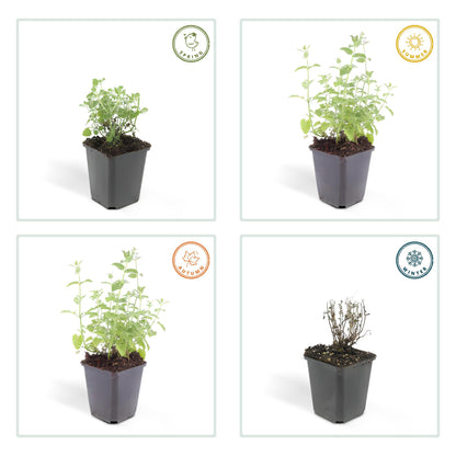 Buitenplant 6x Nepeta 'Six Hills Giant' - Bloeiend - Pot Ø 9cm Hoogte ↕ 10-25cm