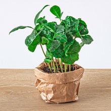 Kamerplant - Coffea Arabica - Pot Ø 6cm