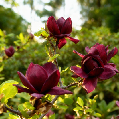 Buitenplant 3x Magnolia 'Genie' - Bloeiend - Pot Ø 12cm Hoogte ↕ 30cm