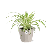 Kamerplant - Chlorophytum Comosum Variegatum - Luchtzuiverend - Pot Ø 14cm