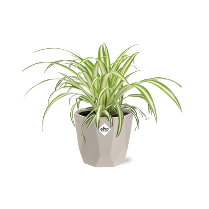 Kamerplant - Chlorophytum Comosum Variegatum - Luchtzuiverend - Pot Ø 14cm