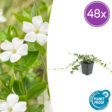 Buitenplant 48x Vinca minor 'Alba' - Bloeiend - Pot Ø 9cm Hoogte ↕ 10-25cm