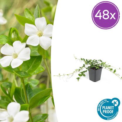 Buitenplant 48x Vinca minor 'Alba' - Bloeiend - Pot Ø 9cm Hoogte ↕ 10-25cm