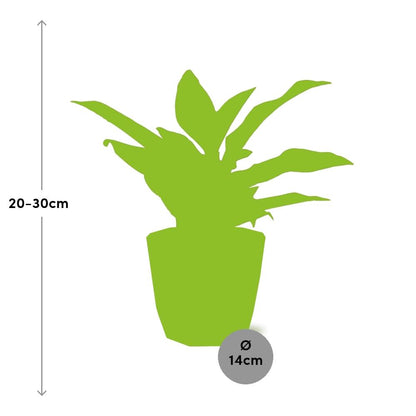 Kamerplant - Aglaonema Crete - Inclusief sierpot - Pot Ø 14cm