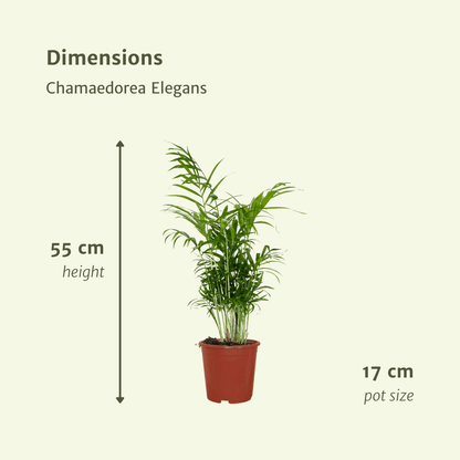 Kamerplant 2x Chamaedorea Elegans (Mexicaanse Bergpalm) - Pot Ø 17cm Hoogte ↕ 55cm