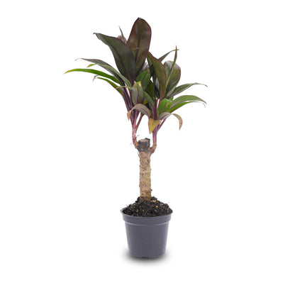 Kamerplant - Cordyline fruticosa 'Purple Compacta' - Pot Ø 6cm