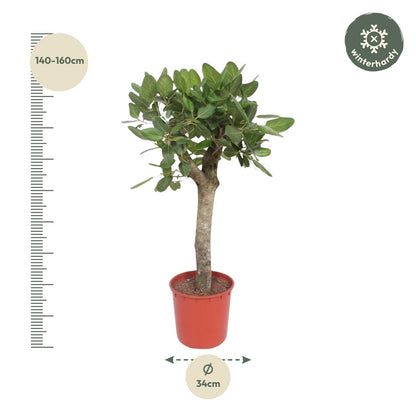 XL kamerplant - Ficus Benghalensis boom - Pot Ø 30cm Hoogte ↕ 150cm