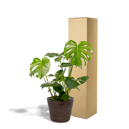 Kamerplant - Monstera Deliciosa - Pot Ø 21cm Hoogte ↕ 80cm