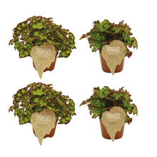 Kamerplant 4x Begonia Rex - Rondeau & Samba - Pot Ø 12cm Hoogte ↕ 25cm