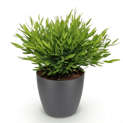 Kamerplant - Pogonatherum paniceum Monica - Bamboegras - Pot Ø 12cm Hoogte ↕ 20cm