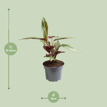 Kamerplant - Stromanthe Sanguinea - Pot Ø 12cm Hoogte ↕ 18cm