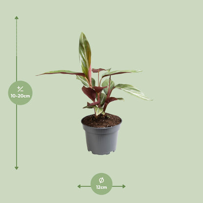 Kamerplant - Stromanthe Sanguinea - Pot Ø 12cm Hoogte ↕ 18cm