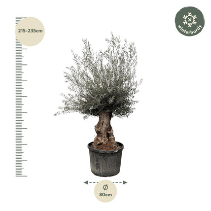 XL plant - Olea Europaea Bonsai - Pot Ø 80cm Hoogte ↕ 270cm