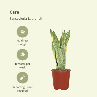 Kamerplant 2x Sansevieria Laurentii - Vrouwentong - Pot Ø 14cm Hoogte ↕ 40cm