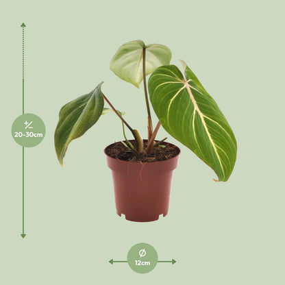 Kamerplant - Philodendron Selloum Atom - Pot Ø 12cm Hoogte ↕ 25cm
