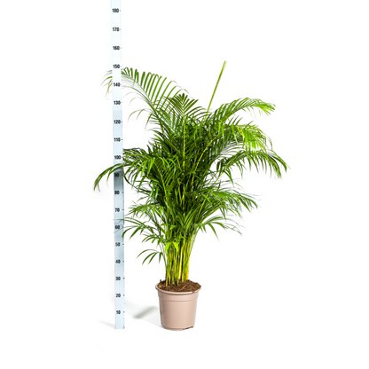 XL kamerplant - Dypsis Areca lutescens - Luchtzuiverend - Pot Ø 27cm Hoogte ↕ 150-170cm